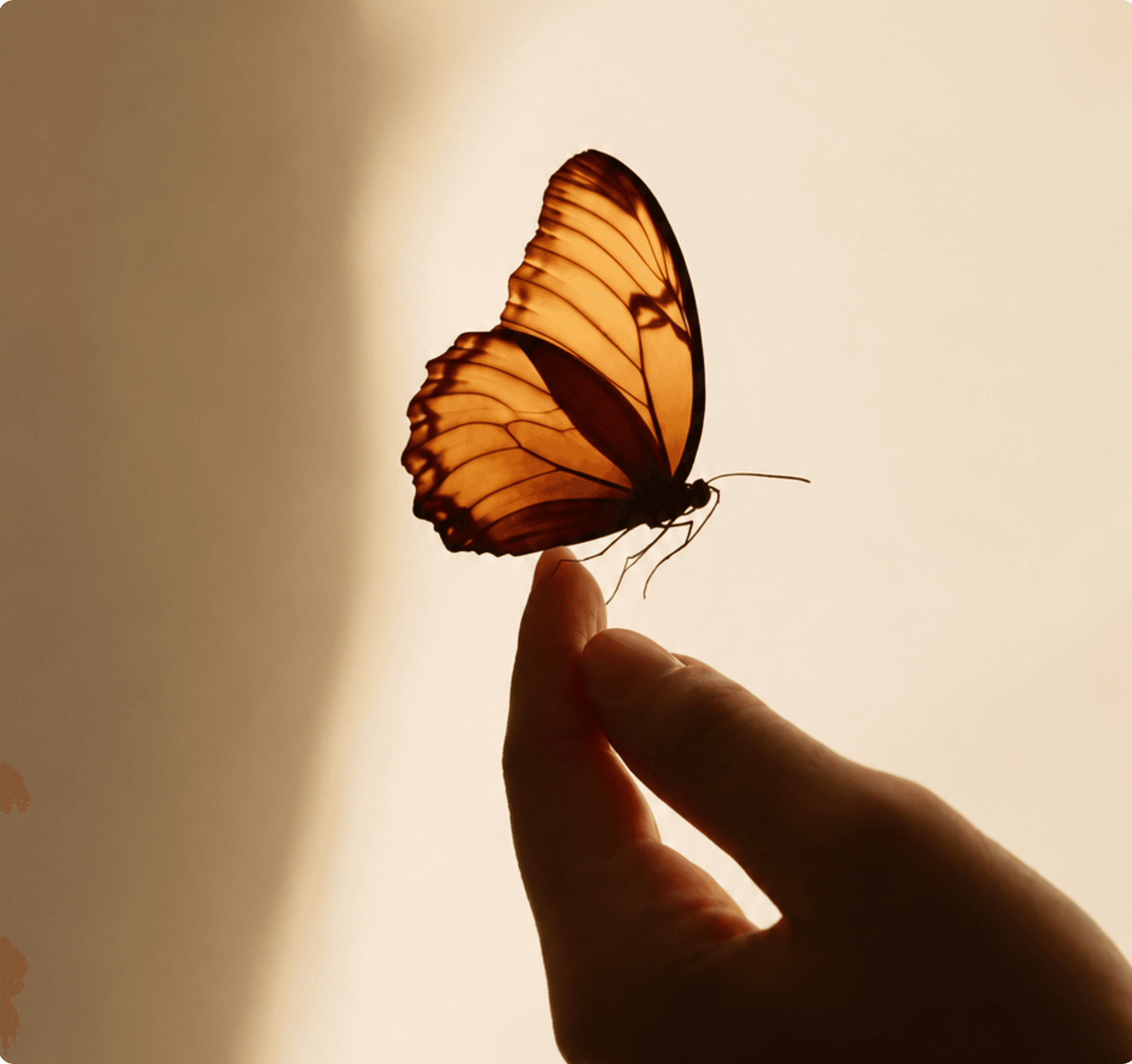 A butterfly resting gently on a fingertip