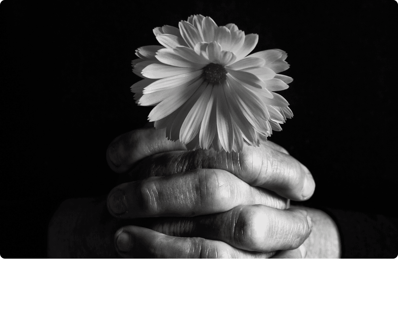 Hands gently holding a flower